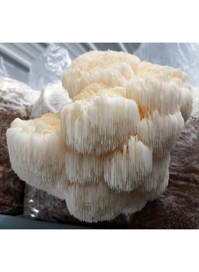 Mushroom Superfood Om Lions Mane, 3.5 oz Packaging May Vary