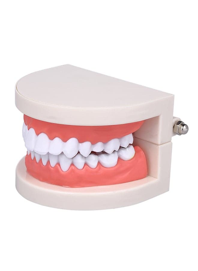 Standard Tooth Teaching Medical Educational Model Multicolour 0.136kg
