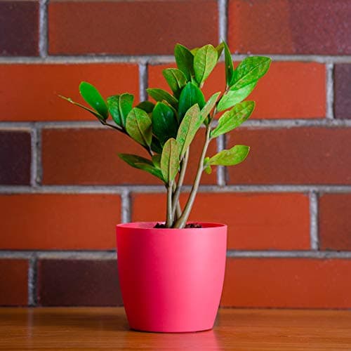 garbnoire Gardening Flower Pots - 5 Inch Plastic Flower Pots | Modern Decorative Indoor Outdoor Planters/Pots - Pack of (5, Pastel Pink)