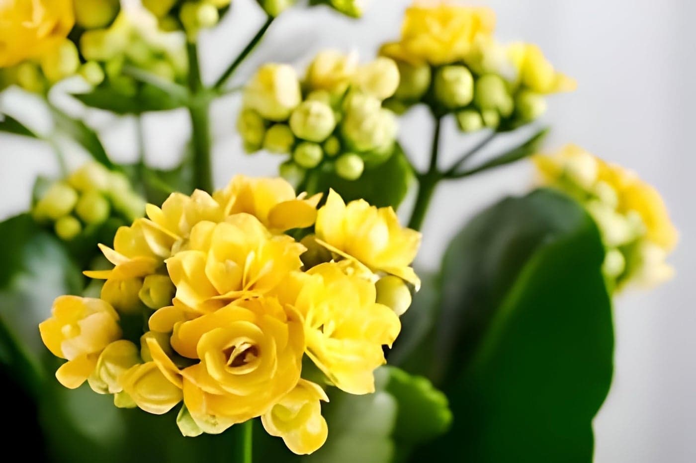 SEILOZBUNIA All season beautiful special variety live Hybrid Yellow kalanchoe flower plant || outdoor flower tree plant for home garden plant (pack of 1)