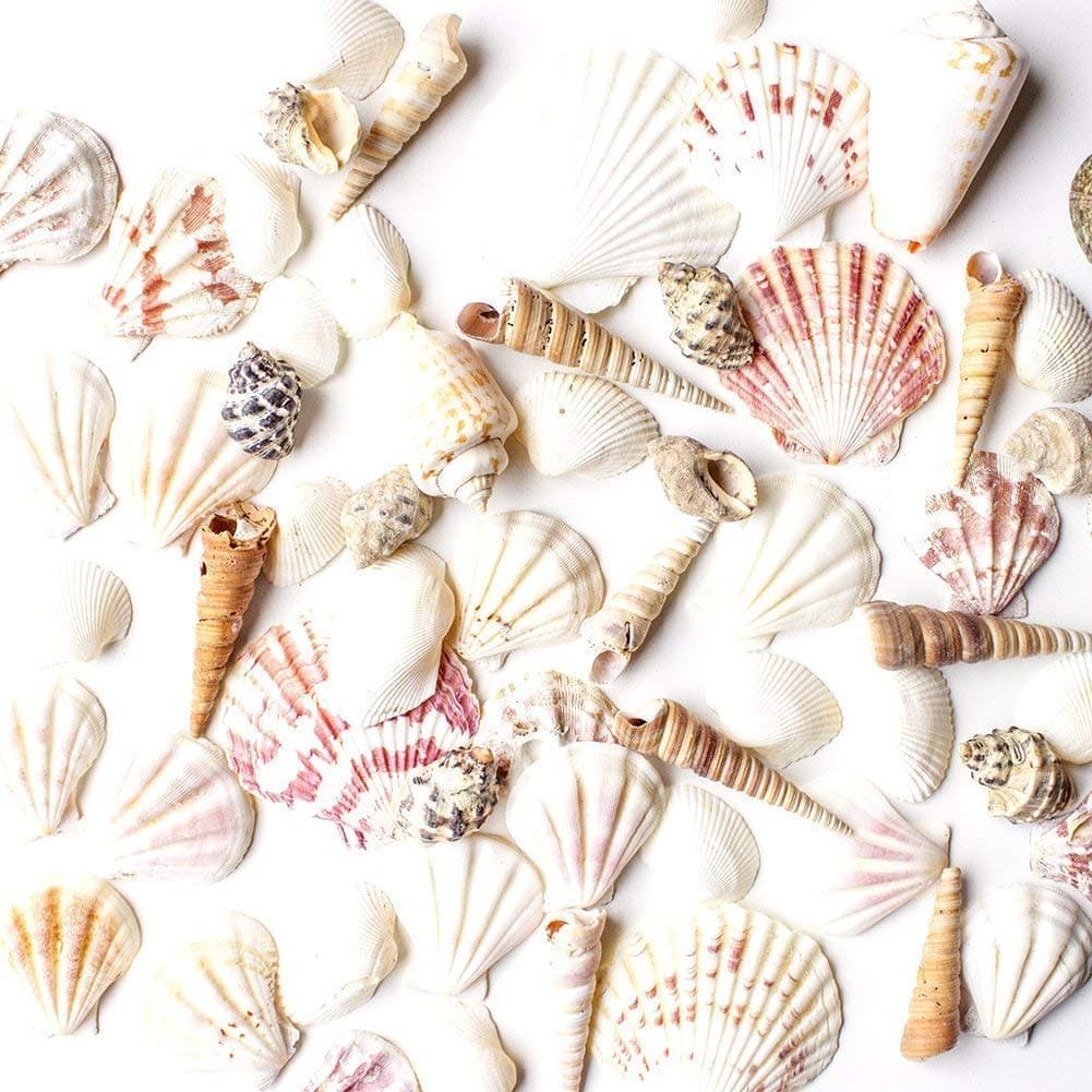 Super Z Outlet Mixed Ocean Beach Fairy Garden Assorted Seashells Marine Life for Decorations Arts Crafts Party Favors Collection Approx 50 Pieces
