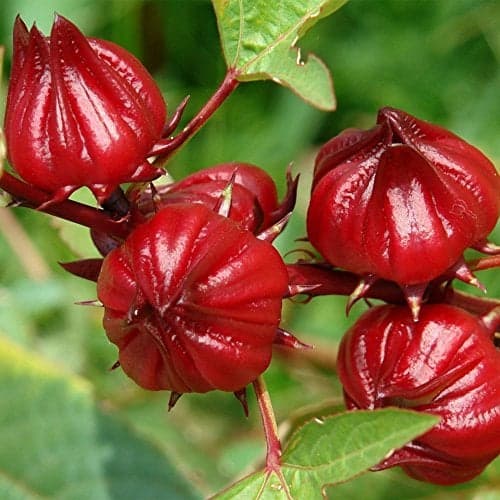 Palm Beach Medicinal Herbs - Red Roselle (Hibiscus sabdariffa) - Packet of 50 Seeds