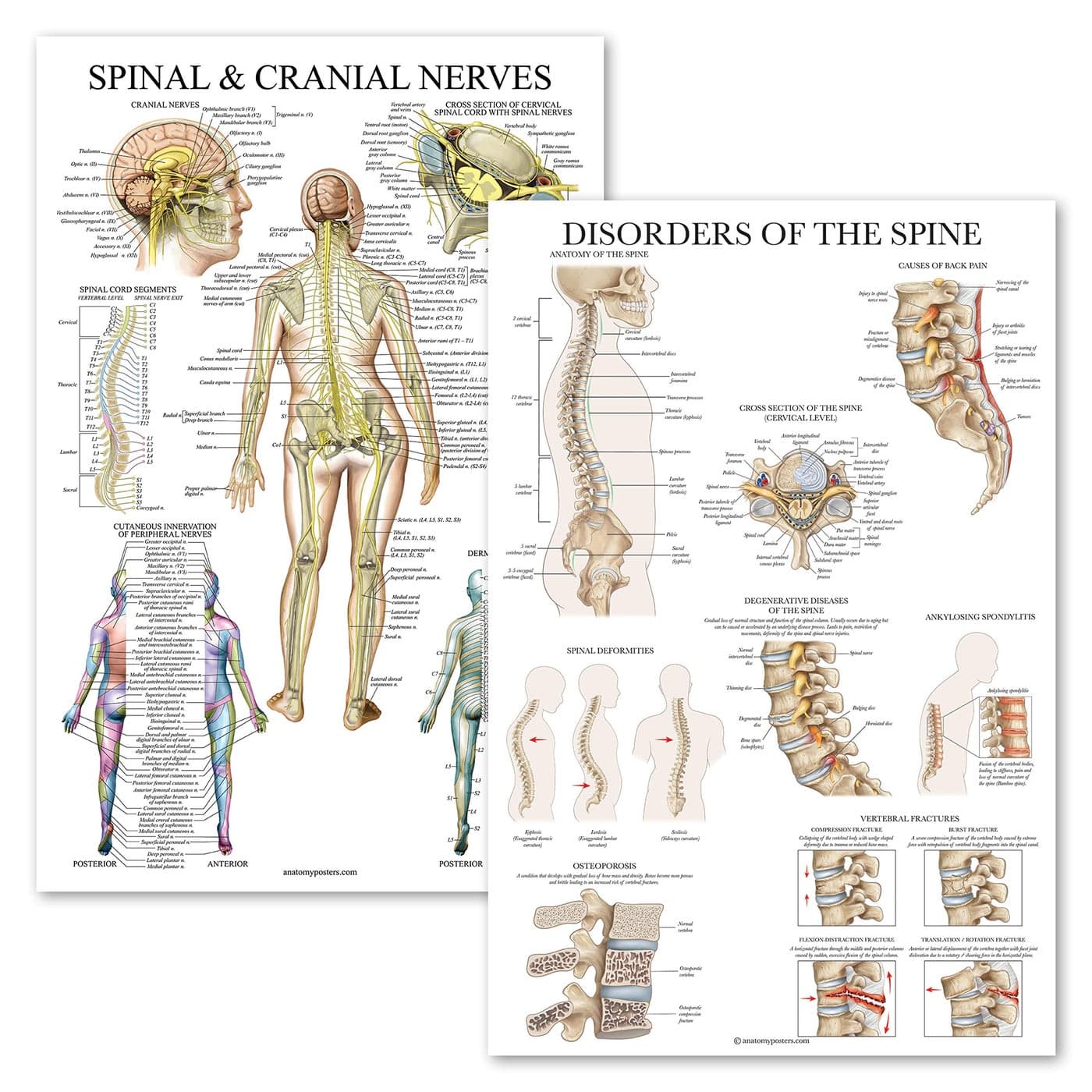 2 Pack: Spinal and Cranial Nerves + Disorders of the Spine Poster Set - Set of 2 Anatomical Charts - Laminated - 18" x 24"