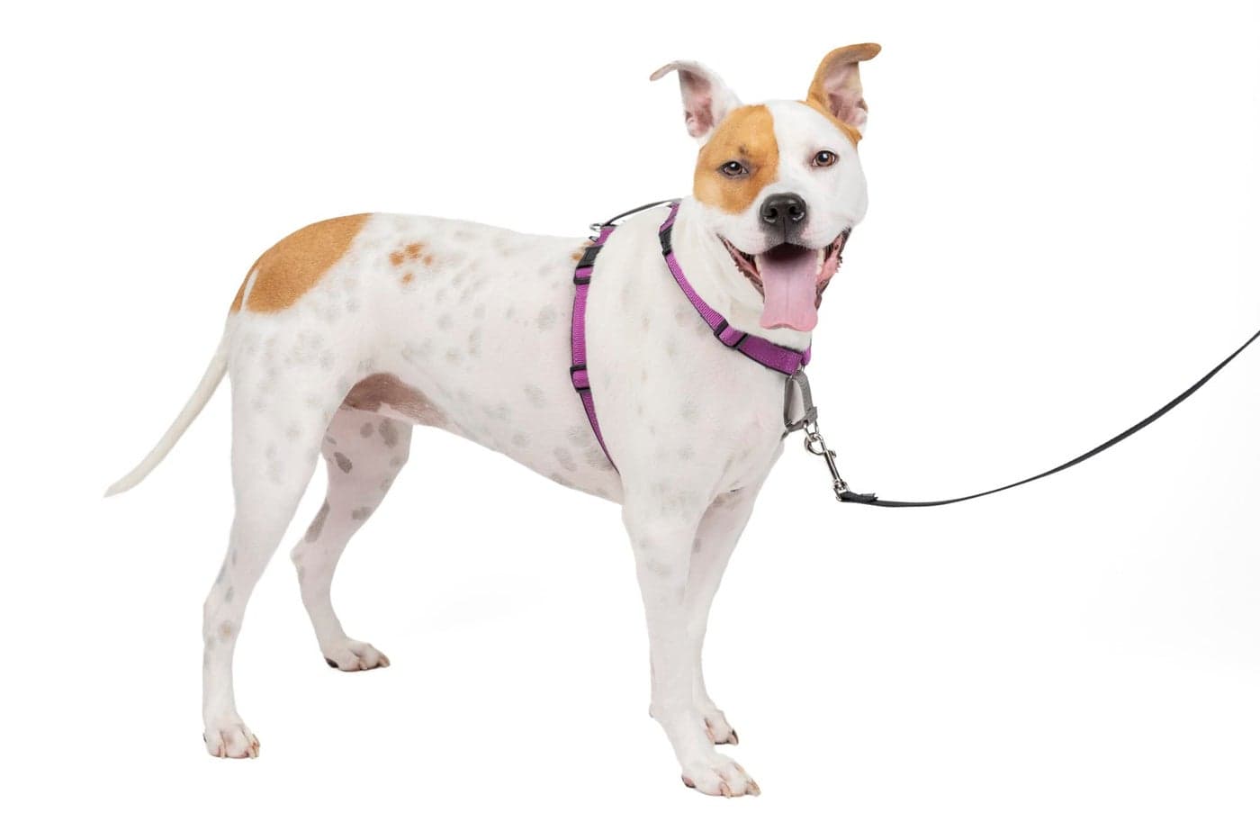 PetSafe 3in1 Harness Comfortable EasyWalk Dog Chest Harness with Front Leash Attachment to Reduce Pulling Choking Gagging Dog Obedience Gear Medium Plum