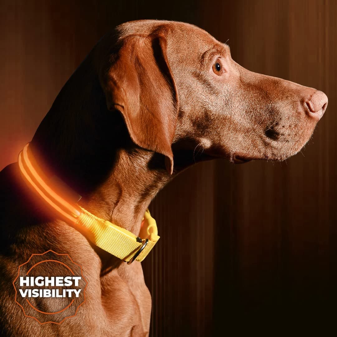 Illumiseen LED Dog Collar USB Rechargeable - Bright & High Visibility Lighted Glow Collar for Pet Night Walking - Weatherproof, in 6 Colors & 6 Sizes (Orange X-Large)