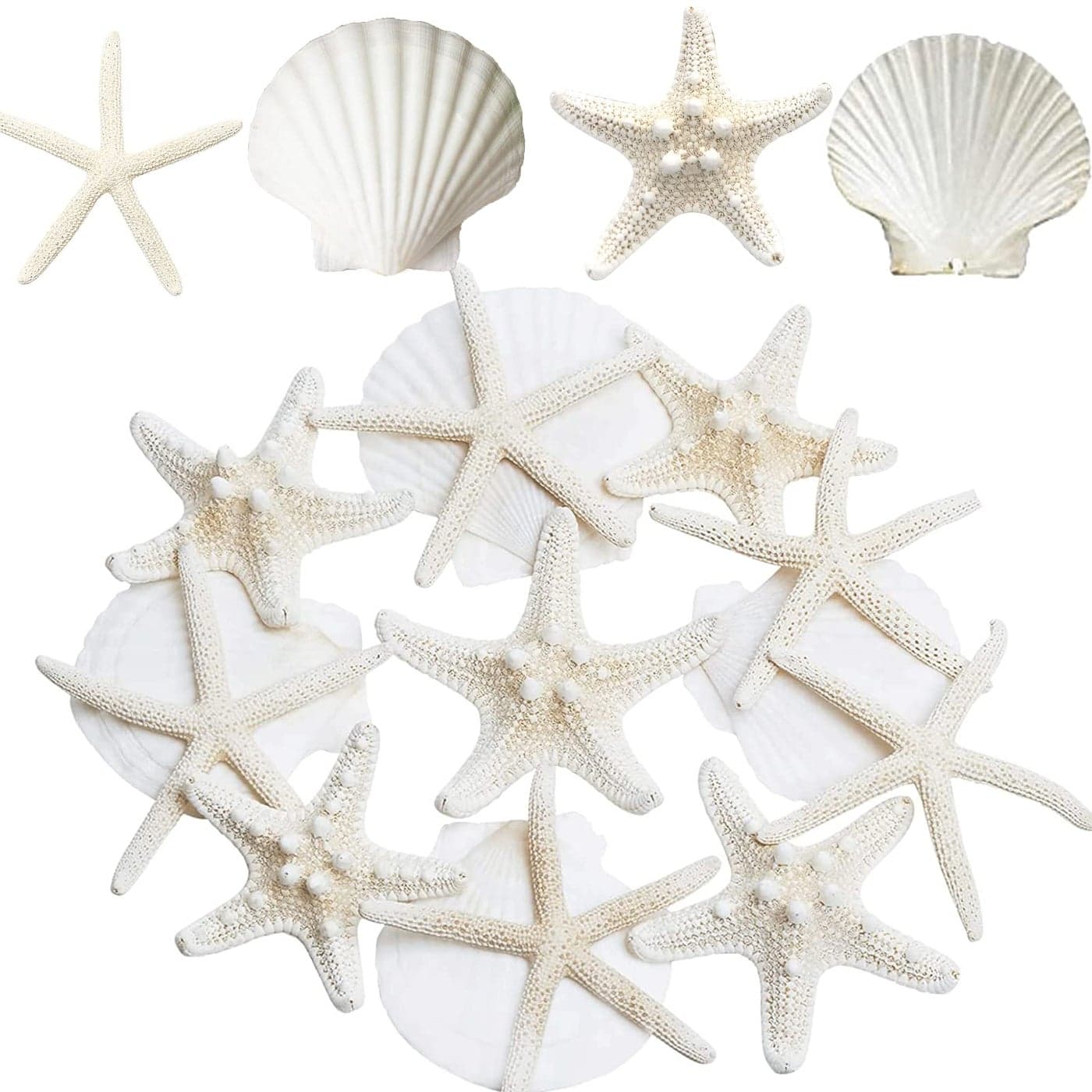 JQAQJU 34 Inches Large Starfish and Scallop Shells for Crafts 12PCS Natural Beach Sea Shells for Crafting Baking Shells Perfect for White Christmas Decor Beach Party Wedding Fishtank DIY Crafts