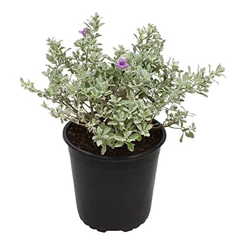 1G Silverado Sage Plant, Shrubs Live in Planters for Outdoor Plants Live, Live Plants Gardening Gifts, Live Plant Front Porch Decor, Sage Plants Edging for Landscaping, Garden Decor By Plants for Pets