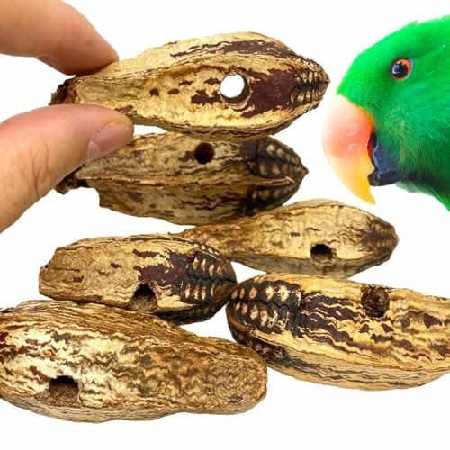 Bonka Bird Toys 3410 Drilled Mahogany Pods Shreddable Foraging Bird Toy with Natural Materials Hanging Cage Toy 9" for Small to Medium Parrots Conure Cockatiel Budgie Chewing Enrichment (Pack of 6)