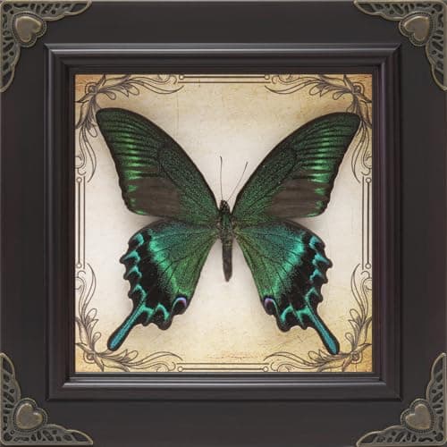 RISDORAY Handmade Real Butterfly Framed with 5 Pieces Gift Set - Gothic Home Decor and Vintage Frame - Butterflies Taxidermy Shadow Box Collection (Green-Banded Queen Butterfly)