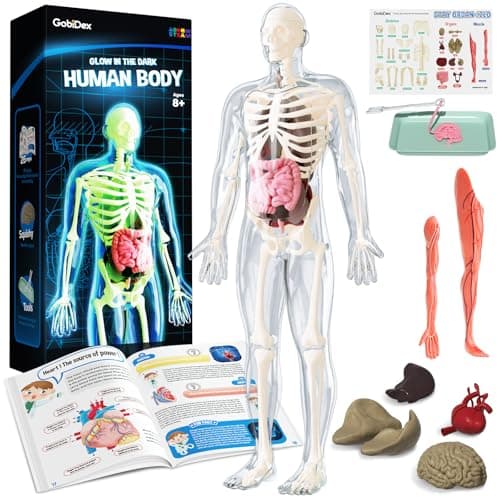 GobiDex Human Body Skeleton Model Kits 40 Piece Anatomy FigureGlow in The Dark Bones Interactive Science Kit STEM Educational Toys for Boys and Girls Halloween Physiology Gifts for Kids Ages 8