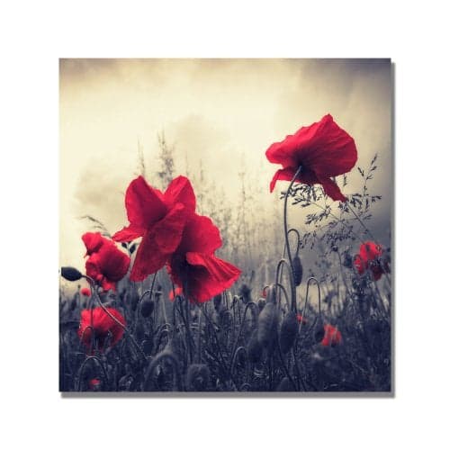 Red For Love by Philippe Sainte-Laudy, 24x24-Inch Canvas Wall Art