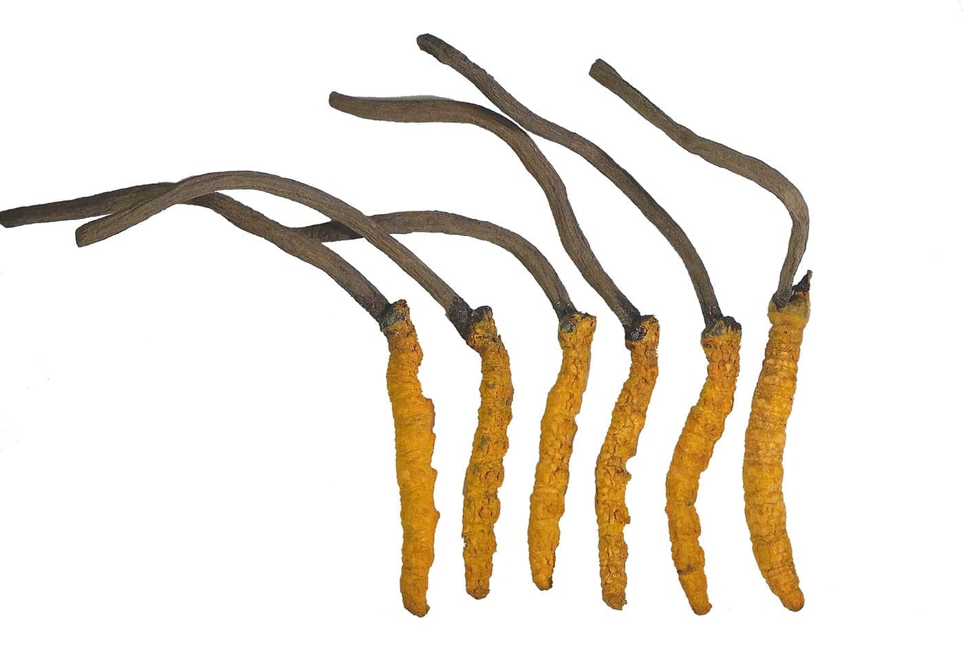 Wild Cordyceps Whole Himalyan Cordyceps Sinensis Mushroom Genuine and Very Rare High Grade Boost Energy Reduce Stress for Men and Women 3 Grams