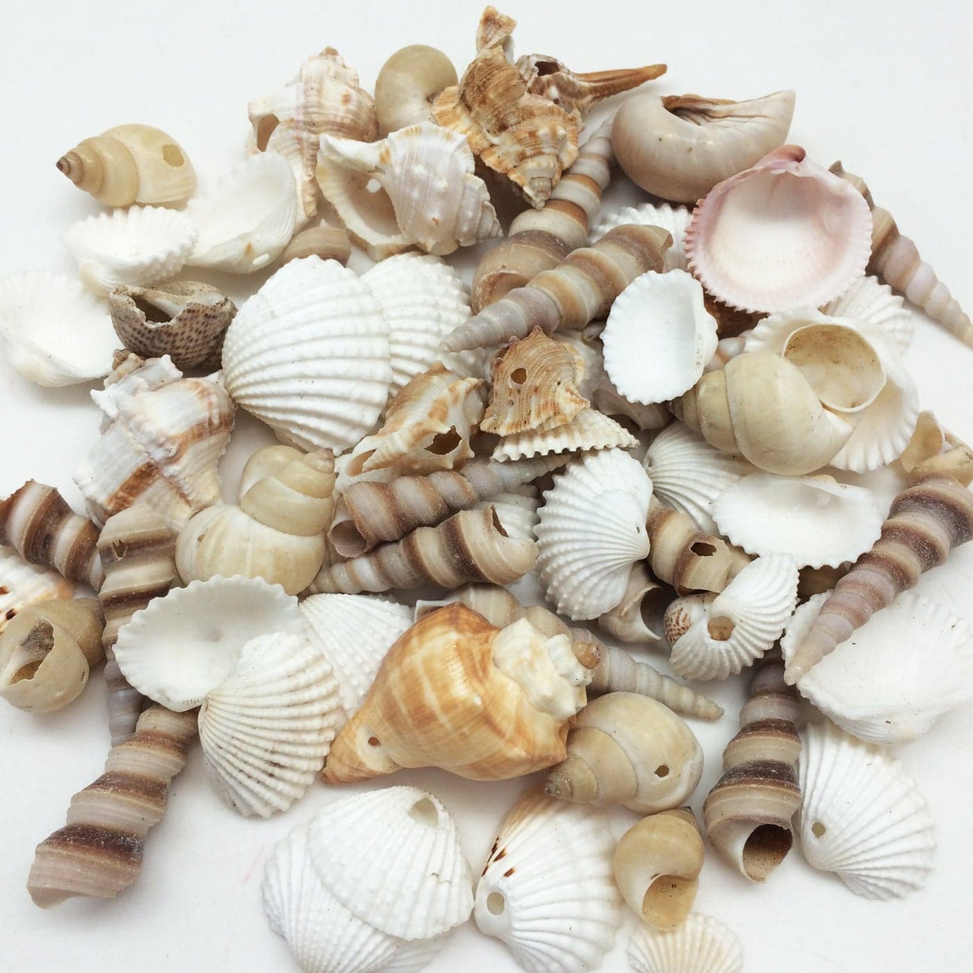 PEPPERLONELY Small Drilled Shell Mix Sea Shells 6 OZ Apprx 60 PC Shells 112 Inch