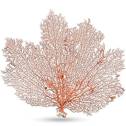 Sea Fan Coral 7-10" - Nautical Decorations - Beach Home Decor - Decorative Coral