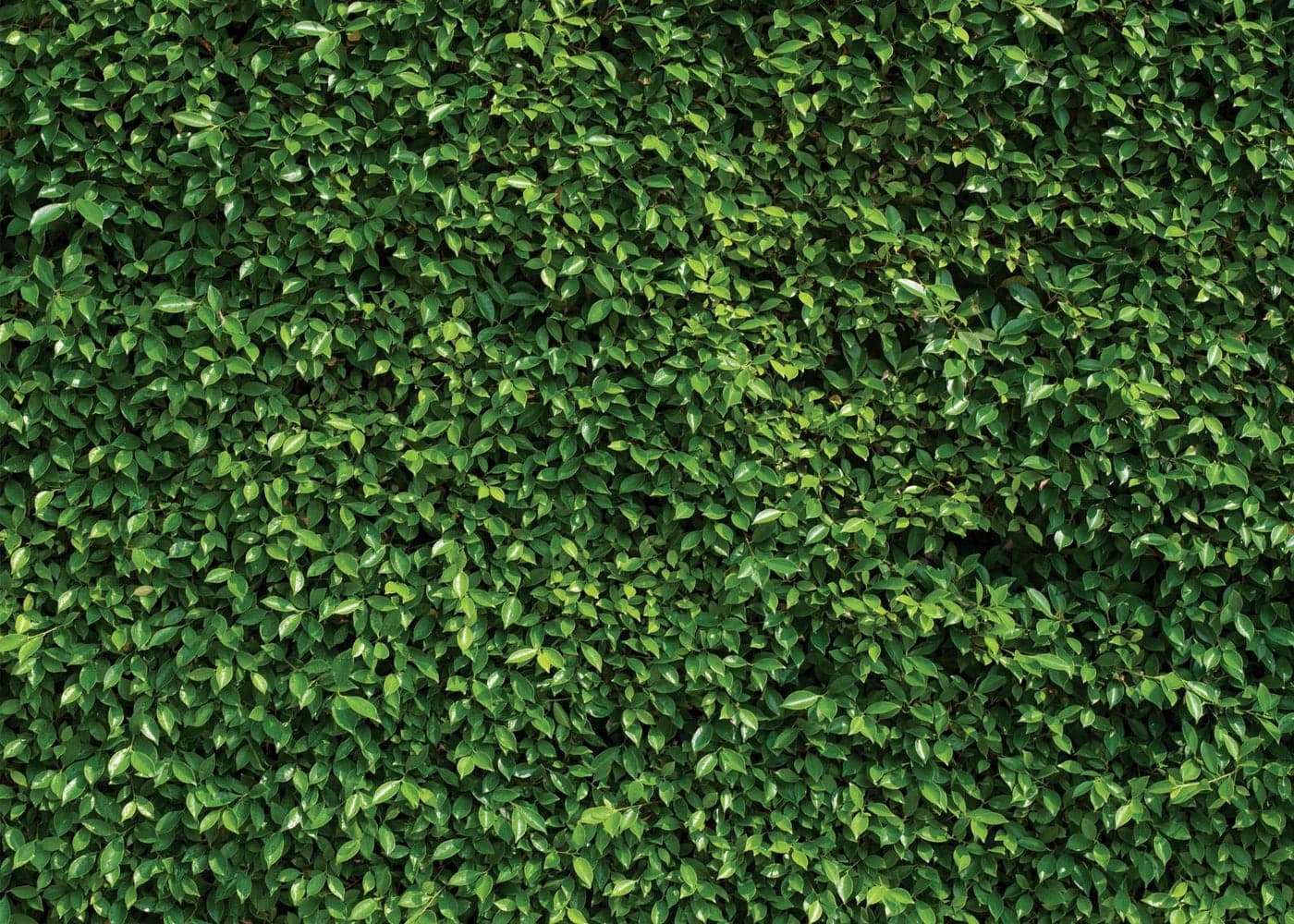 SJOLOON 7X5ft Green Leaves Backdrop Greenery Backdrop Natural Green Lawn Party Photography Birthday Newborn Baby Lover Wedding Photo Studio Props 10923