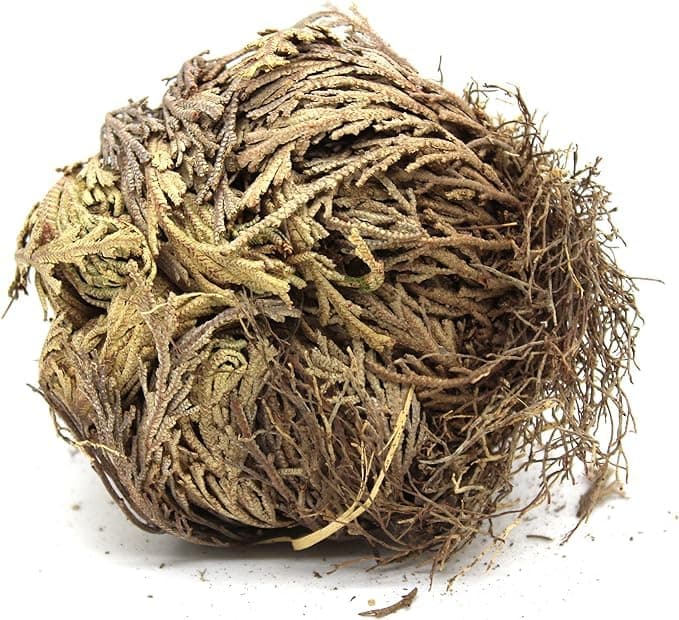 Govinda - Rose of Jericho Flower - Pack of 1