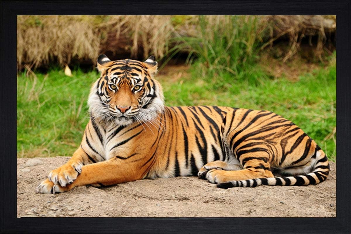 SAF paintings Tiger Large Synthetic Framed UV Digital Reprint Painting 14 inch x 20 inch SANFM2696