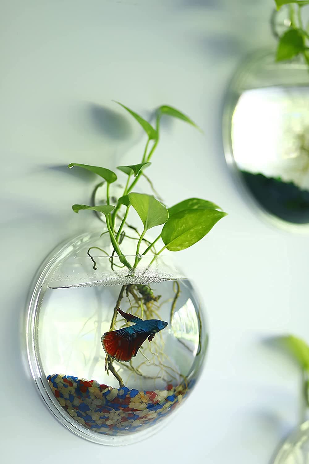 PREMIER PLANTS Wall Hanging Fish Bowl Acrylic (not Glass) 9 inches Medium Size with Free Color Stones (White, Weather Resistant)