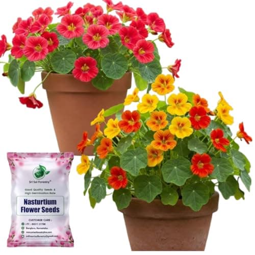 SRI SAI FORESTRY Nasturtium Flower Seeds (Pack of 20) | Jewel of Africa Climbing Mixed Color Ornamental Flower Seeds for Garden, Apartments & Balcony
