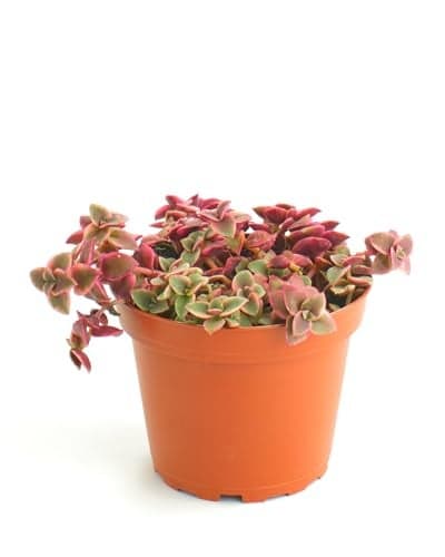 Shop Succulents Calico Kitten Hanging Succulent, Crassula Pellucida Variegata, Fully Rooted Live 4" Succulent Plant, Low Maintenance Indoor Plant, Trailing Succulents, Gift & Garden