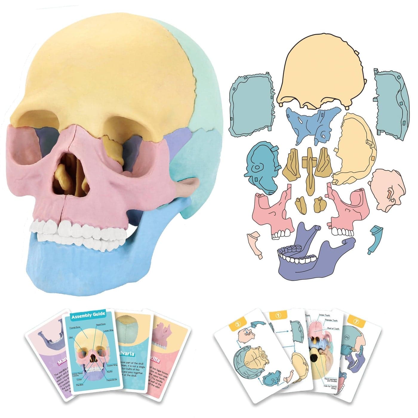 2025 New Human Anatomy Skull Model,17 Part Puzzle of Skull and 10 Knowledge Flash Cards, Detachable Palm Sized Mini Human Medical Skull Model, Medical Clinic Teaching Equipment, STEM Toy Gift for Kids