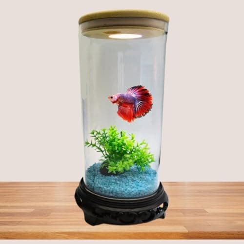 SANSEFERO Premier Plants Mini Fish Tank in High Definition of 4K Transparency for Small Fishes, Shrimps, Turtle, Betta Etc with LED Light, Free Sand Suitable for Home and Office Decoration (TP-10)