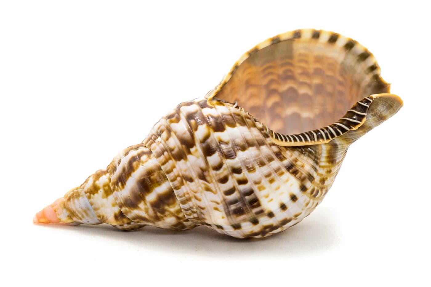 Nautical Crush Trading Conch Shell Decor Seashell Decor 67 Large Triton Sea Shell Shells for Decoration Large Seashells for Crafts Magic Conch Shell Room Decor