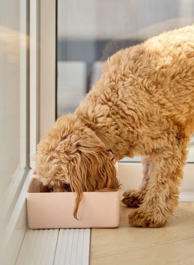 Small Corner Dog Bowl | Dog Bowl | Space-Saving Pet Feeding Bowl | Corner Pet Bowl for Dogs | bowl for Pets | Pet Food Bowl | Dog Food Bowl | Small Corner Feeding Bowl