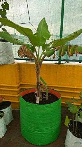 YUVAGREEN Plastic Big Size Terrace Gardening Grow Bag for Fruits, Banana, 24x24inch, 2x2ft (EA11, Green)
