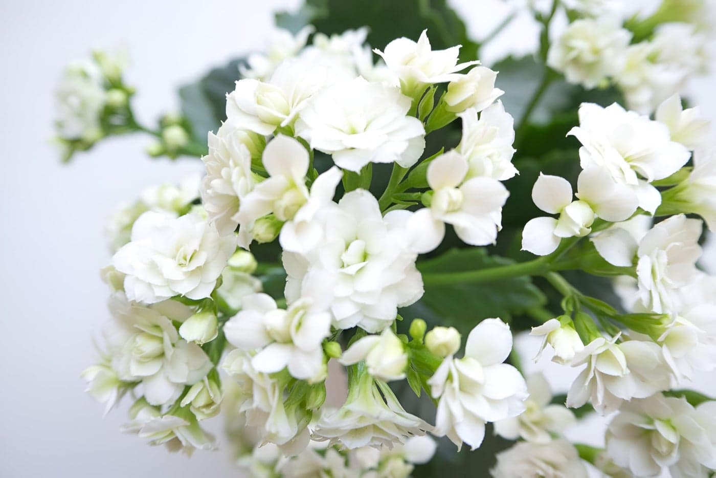 SEILOZBUNIA All season beautiful special variety live Hybrid White kalanchoe flower plant || outdoor flower tree plant for home garden plant (pack of 1)