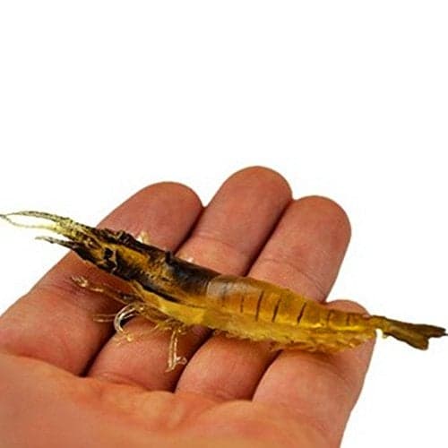 KENGEL 10pcs Shrimp Worm Bait Soft Lure 3.55IN 6g Ultra Realistic Soft Bait Shrimp Lure