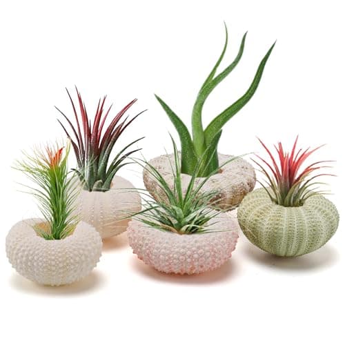 5 Pack Mini Sea Urchin Shell Air Plant Holders- 5 Styles Decorative Hanging Air Plant Pot, Tillandsia Succulent Display Container for Home Gardening Gifts Garden Beach Theme Party Decors, No Plants
