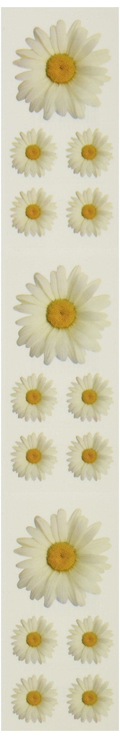Paper House Productions ST2011E Photo Real Stickypix Stickers 2Inch by 4Inch Oxeye Daisy 6Pack