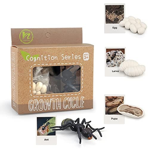 MIKNEKE Montessori Life Cycle Animal Figures with Flash Cards Realistic Animal Figurines Toy Educational Matching Game for 3 Year Old Toddlers Kids Ant