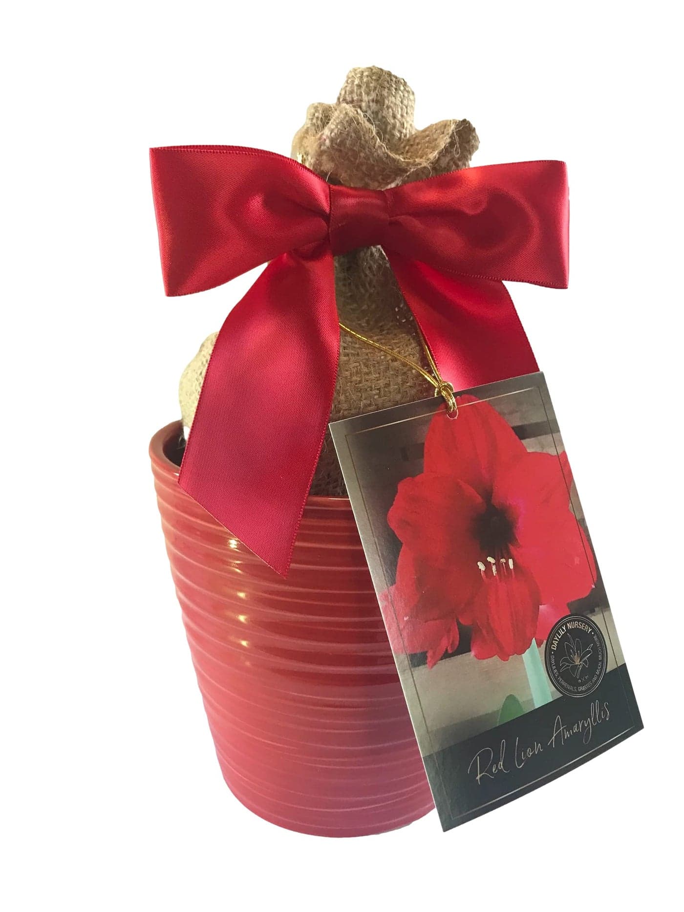 Amaryllis Holiday Gift Growing Kit, Includes an Attractive Red Ceramic Pot, Big Red Lion Bulb, and Professional Growing Medium