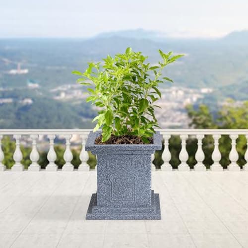 BonKaso 10 inch Light Grey Tulsi Pot – Tall, Durable & Lightweight German Polymer Planter for Indoor & Outdoor Use: Home, Office, Garden & Balcony (Gamla/Gamale)