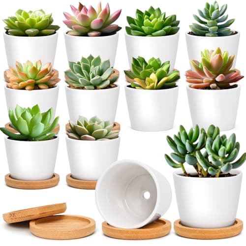 T4U 2.5 Inch Mini White Succulent Planter Pots with Bamboo Tray Round Set of 12, Tiny Ceramic Succulent Air Plant Flower Pots Cactus Faux Plants Containers, Gifts for Plant Lover, Home Office Decor