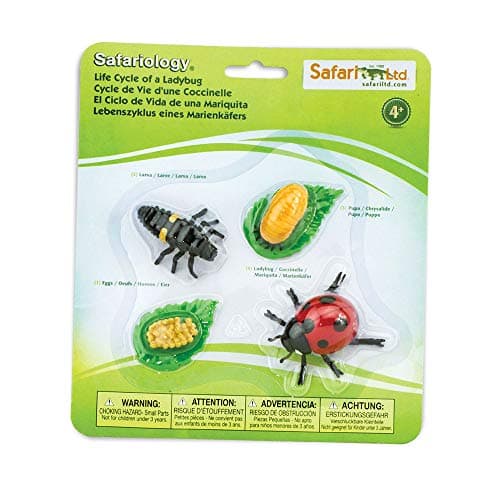 Safari Ltd Life Cycle of a Ladybug Educational Toy Figurines Miniature Beetle Lifecycle Collection for Boys Girls Kids Age 4