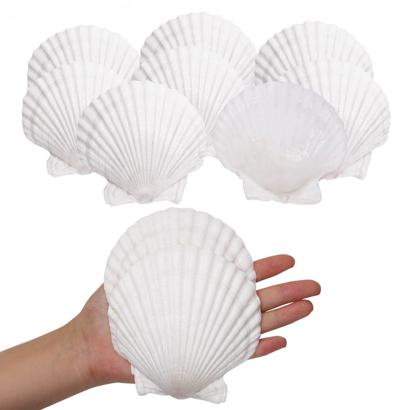 Giftvest 10PCS Sea Shells White Scallop Shells for Crafts Baking Cooking Serving Food 45 inch Large Natural Seashells for DIY Crafts Seashell Beach Decorations for Home Decor