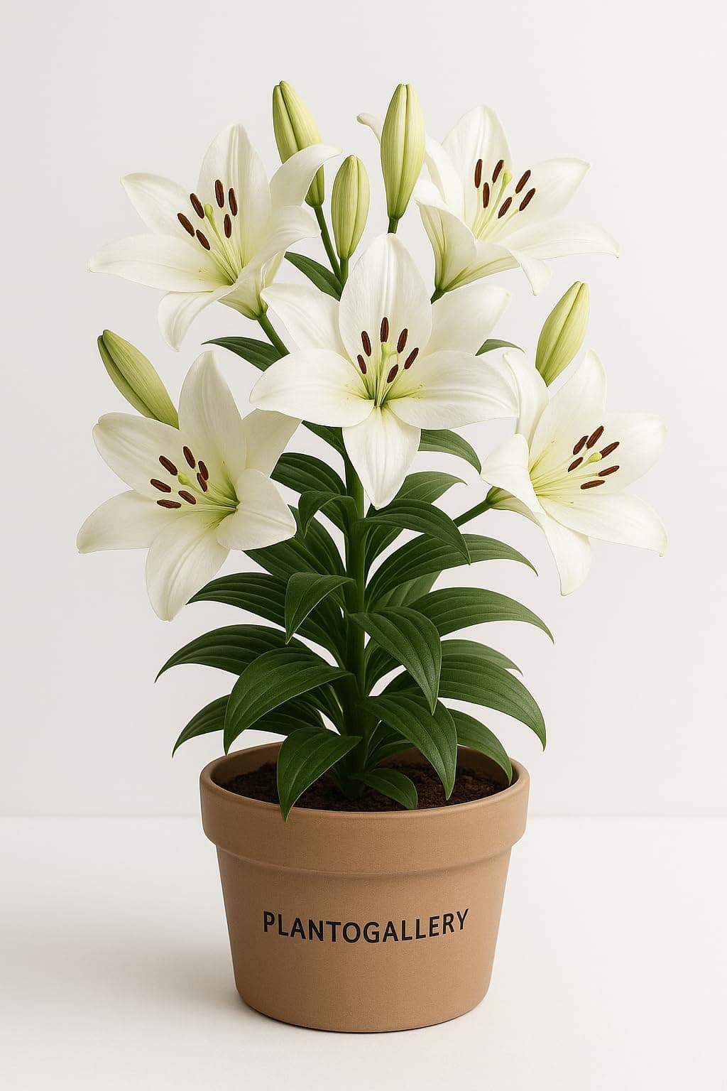 PLANTOGALLERY Asiatic Lily Imported and Hybrid Flower Bulbs Good Germination - Pack of 2 Bulbs (White)