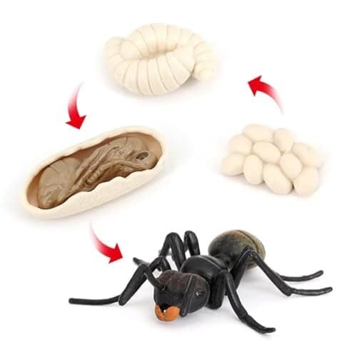 Ant Growth Cycle Animal Growth Cycle Biological Model Toy Growth Stage Lifelike Ant Life Cycle Model Toy Set for Kids Education Insect Themed Party Favors