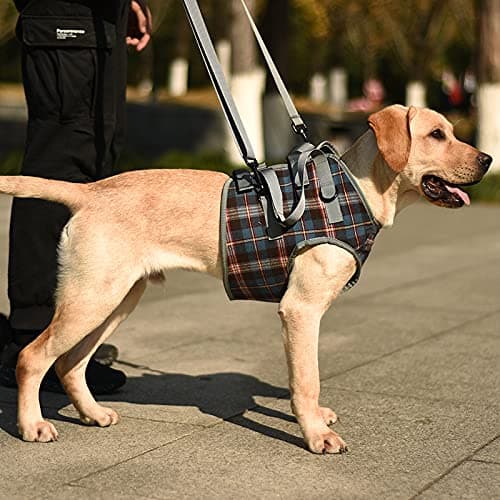 A+a Pets' Multi Function Training Dog Lift Harness | Lightweight with All Around Support (M, Blue)