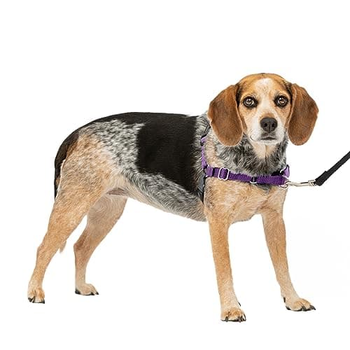 PetSafe Easy Walk Harness for Dogs - Pull-Free Walks - Patented Martingale Loop Design - Front Chest Leash Attachment - Comfort Straps - Breathable Harness Design - Small/Medium, Deep Purple/Black