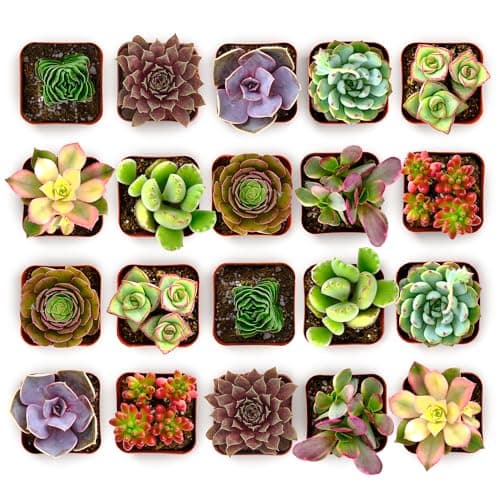Shop Succulents Colorful Succulent Plant Pack 2" Grow Pot Pack of 20