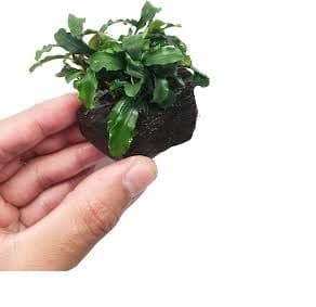 Maalavya Live Aquarium Aquatic Plant Bucephalandra (On Lava Rock) 7 to 10 Leaves (Pack Of 1)