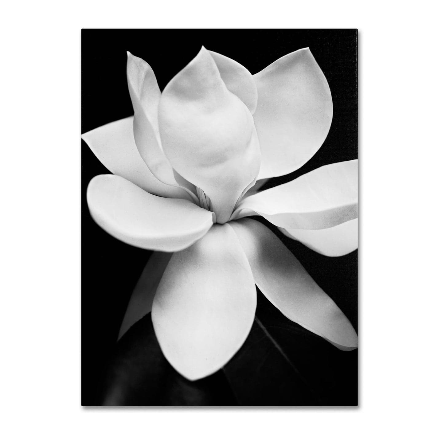 Trademark Fine Art Magnolia Canvas Wall Art by Michael Harrison 35 by 47Inch