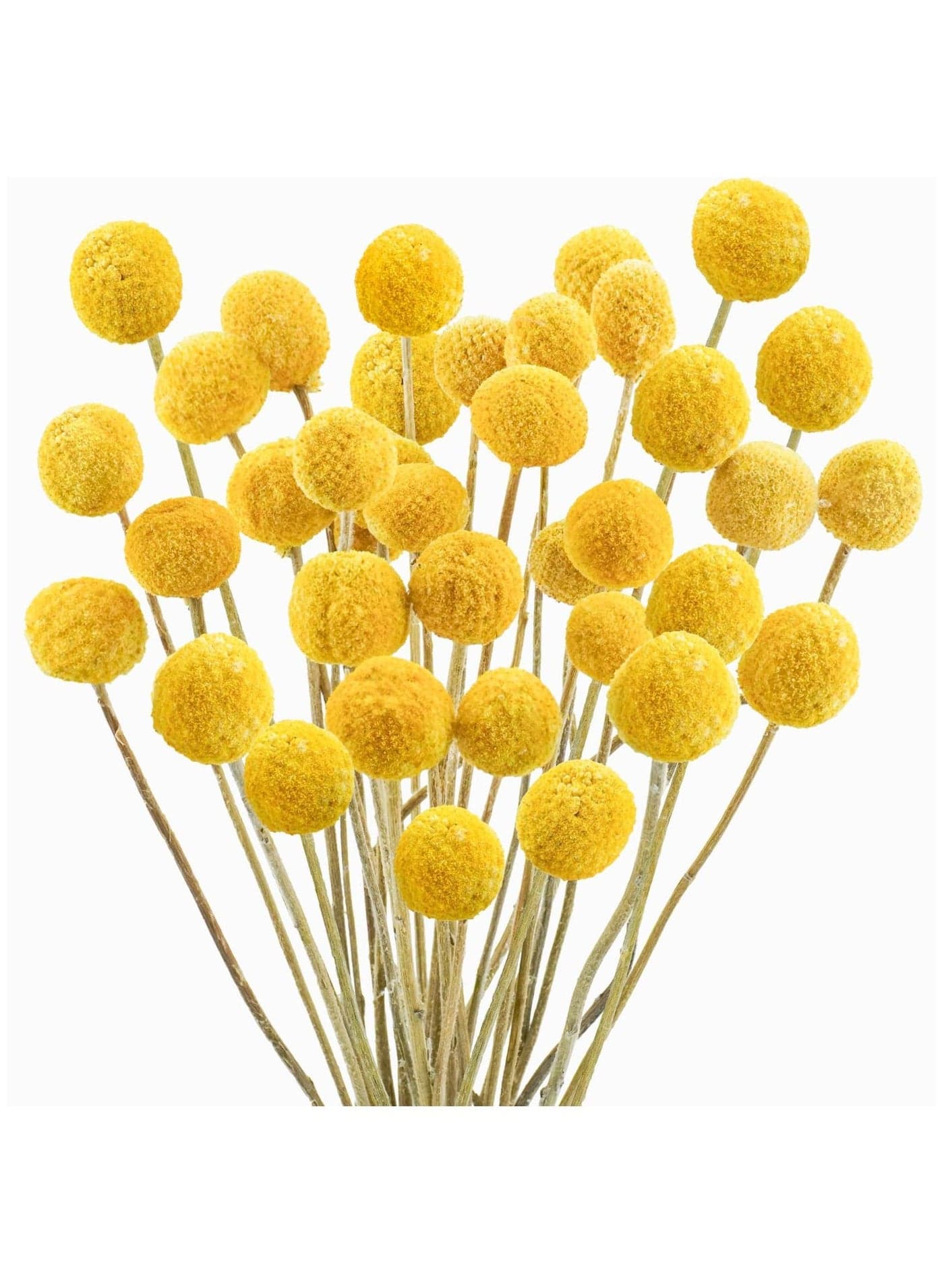 30 PCS Natural Dried Flowers, Golden Balls Hammer Flowers Flower Bouquet, Floral Bouquet for Arrangement Wedding Home Tall Vase Decoration, Craspedia Billy