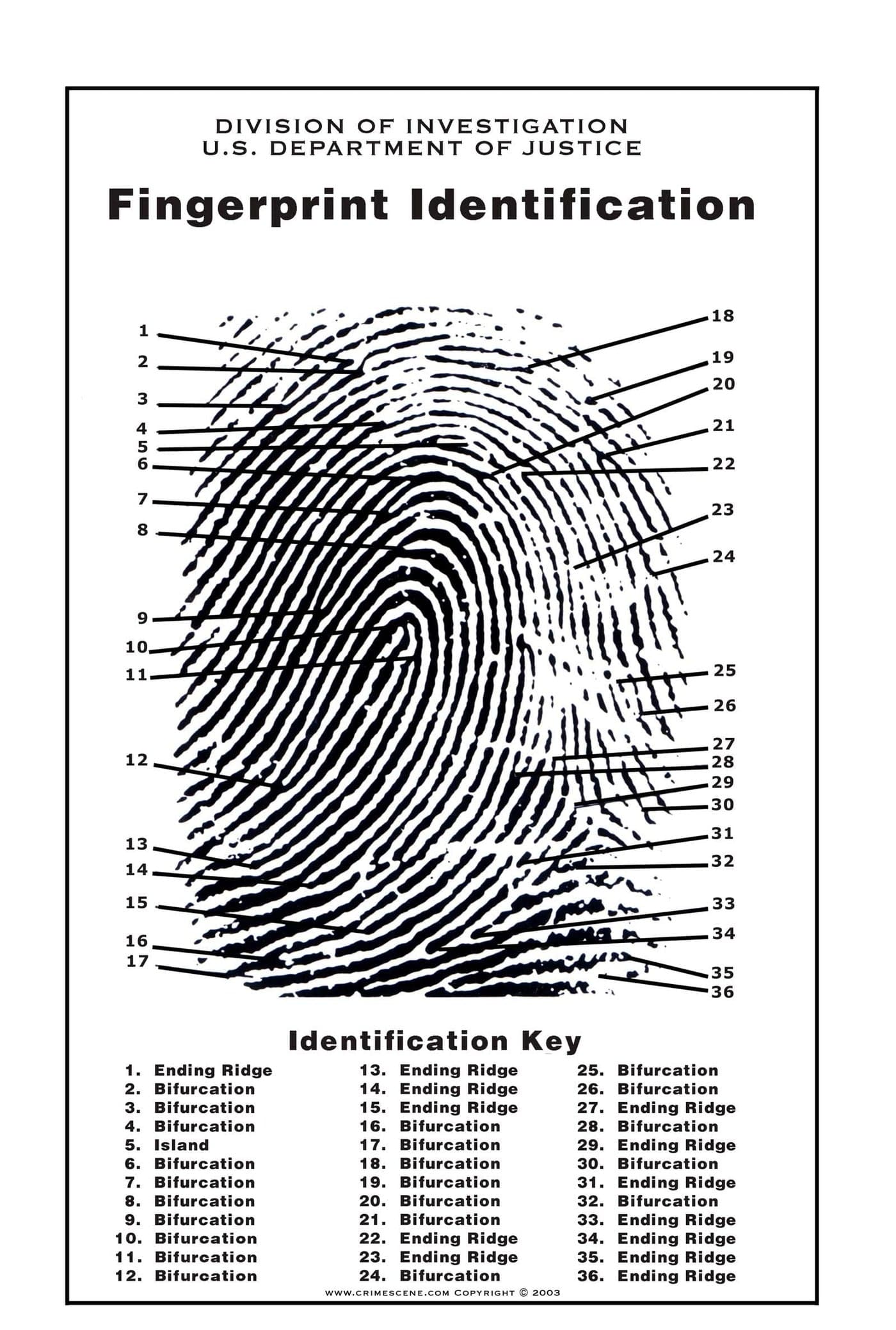 Crime Scene Fingerprint Chart, Poster Size 24" by 36"