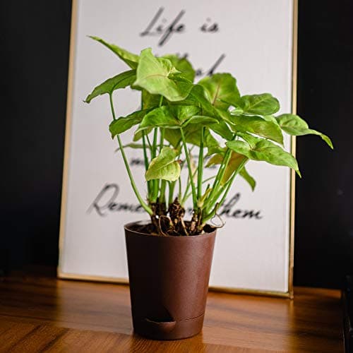 garbnoire Self Watering Planter Pot with Bottom Tray/Plate - (4 inch) Indoor Outdoor Balcony Plant Pot | Home Garden Office Flowering Container Cover | Living Room Decor (Coffee, Set of 5)