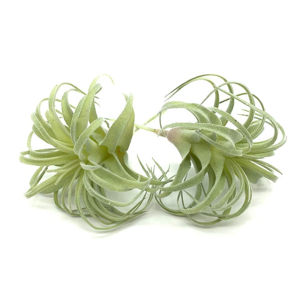 EBUYOM 2 PCS Artificial Succulents Plants Real Touch Lifelike Succulants Plants Faux Greenery Plants Garden DIY Home Office Decoration Ornament Flocking Air Plant